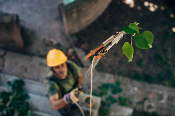 How Our Tree Care Process Works  in Joshua, TX